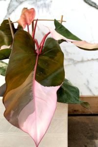 Growing pink princess philodendron: How to grow them and keep them happy
