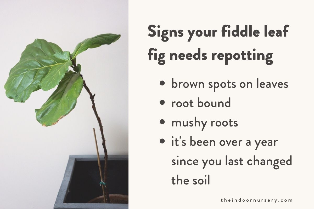 Signs your fiddle leaf fig needs repotting