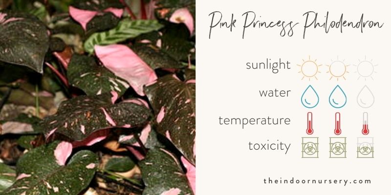 pink princess philodendron care guidelines