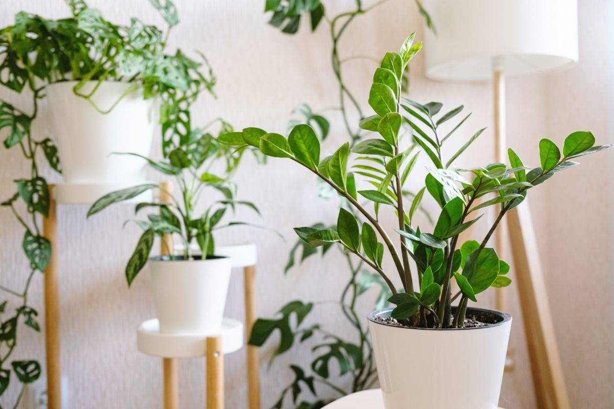 zz plant indoor houseplant