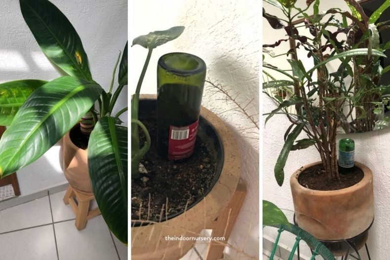 How to use watering globes (we tested for ourselves)