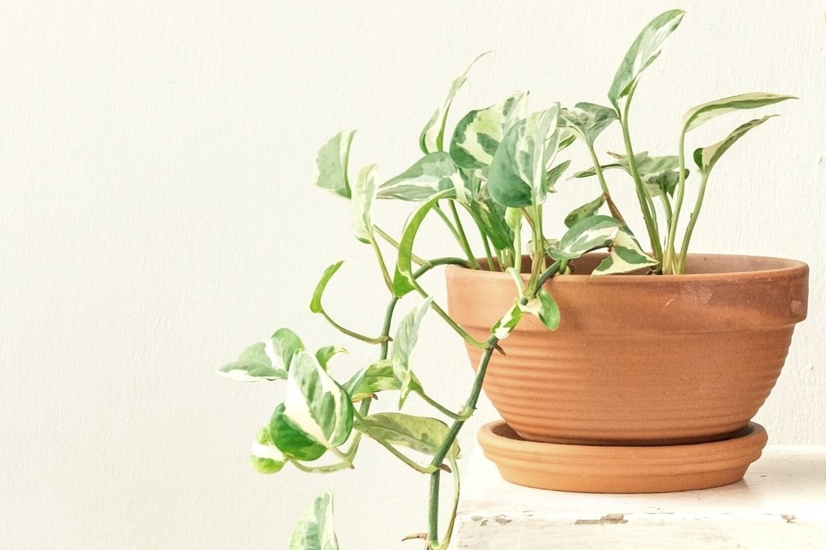 how to save an overwatered pothos