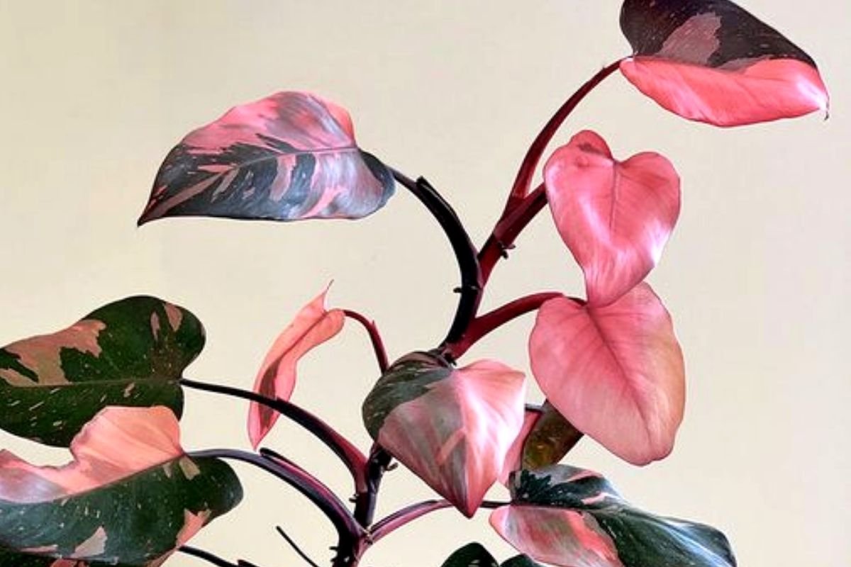 growing-pink-princess-philodendron-how-to-grow-them-and-keep-them-happy