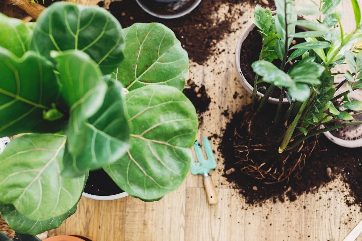 why, how, and when: repotting your fiddle leaf fig