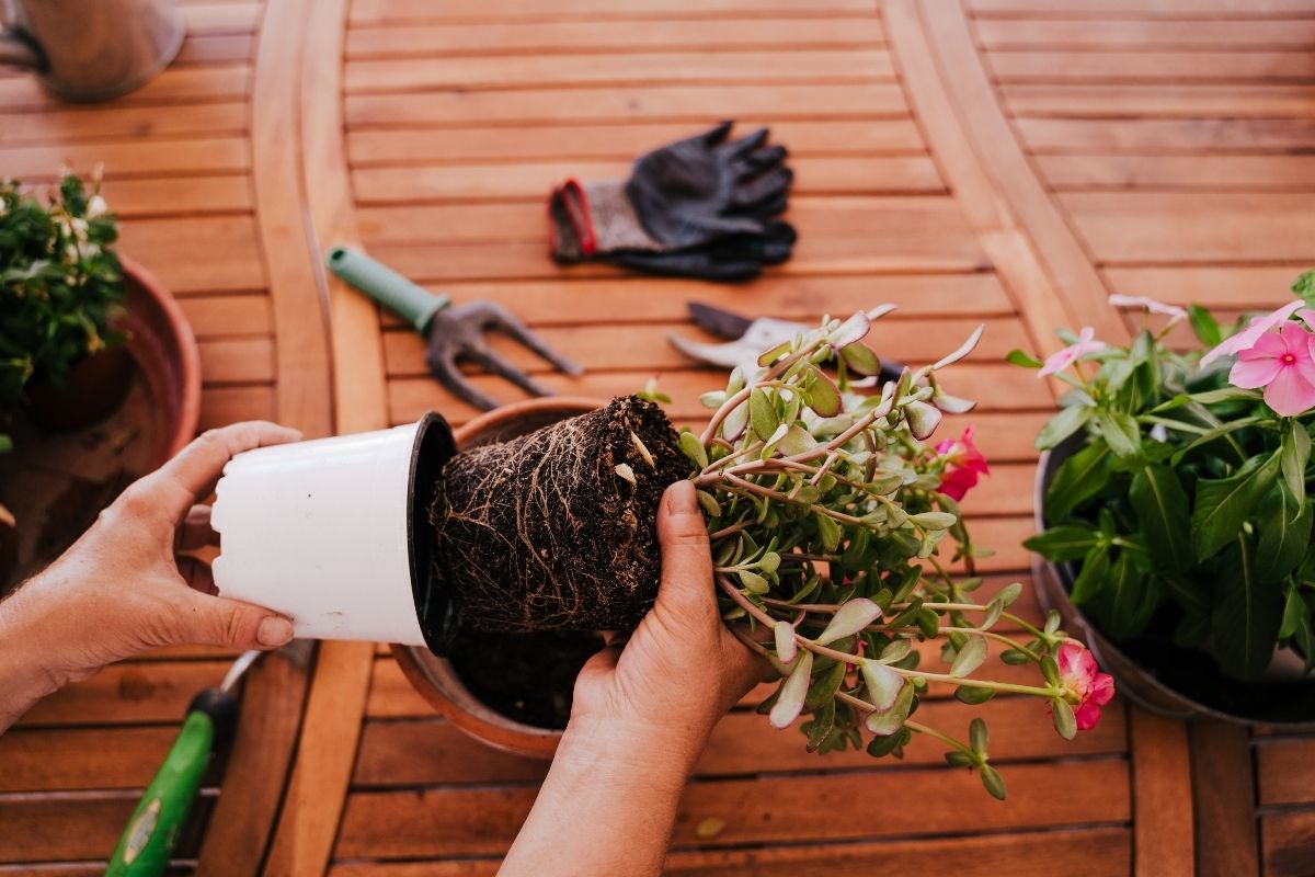 how often to repot plants? 5 signs it’s time to do it now