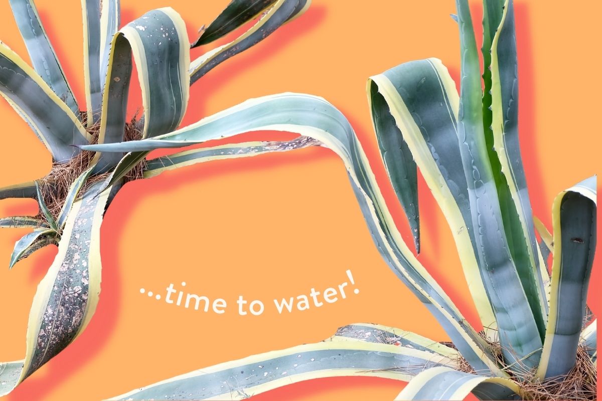 how to save an underwatered snake plant