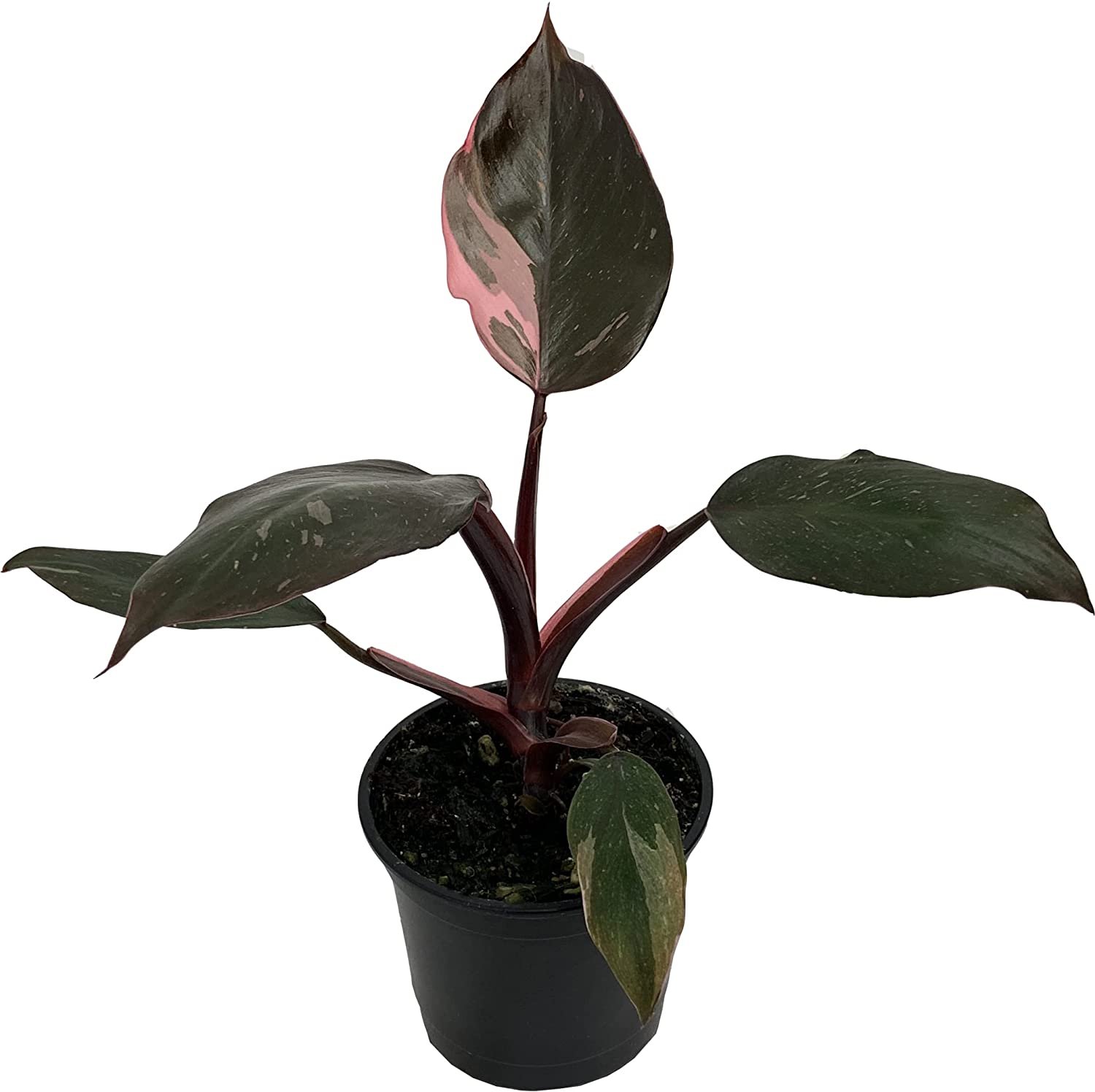 Growing pink princess philodendron How to grow them and keep them happy