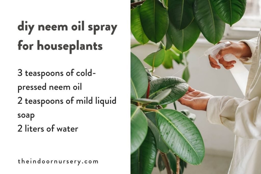 How to use neem oil on houseplants
