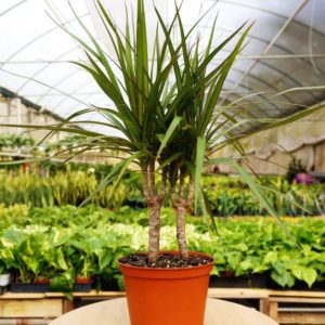 dracaena marginata cane default house plant
