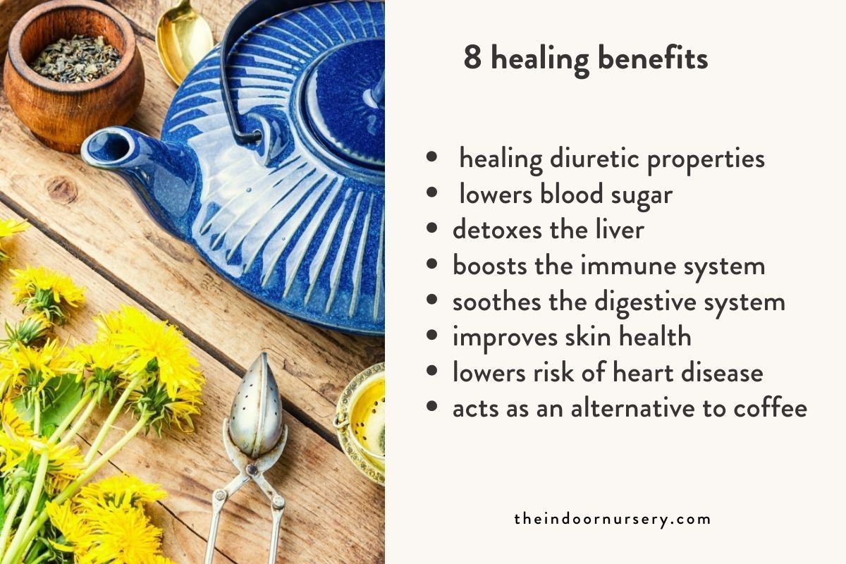 healing benefits of dandelion