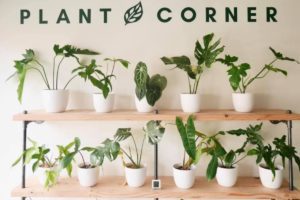 plant corner