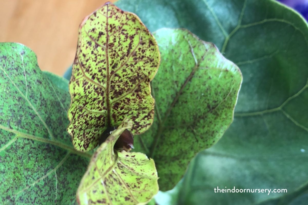 red spots on fiddle leaf fig (1)