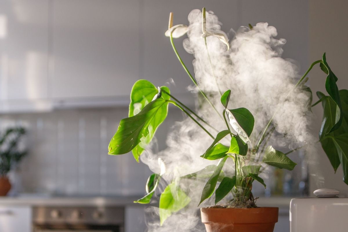 How often should I use a humidifier for my plants?
