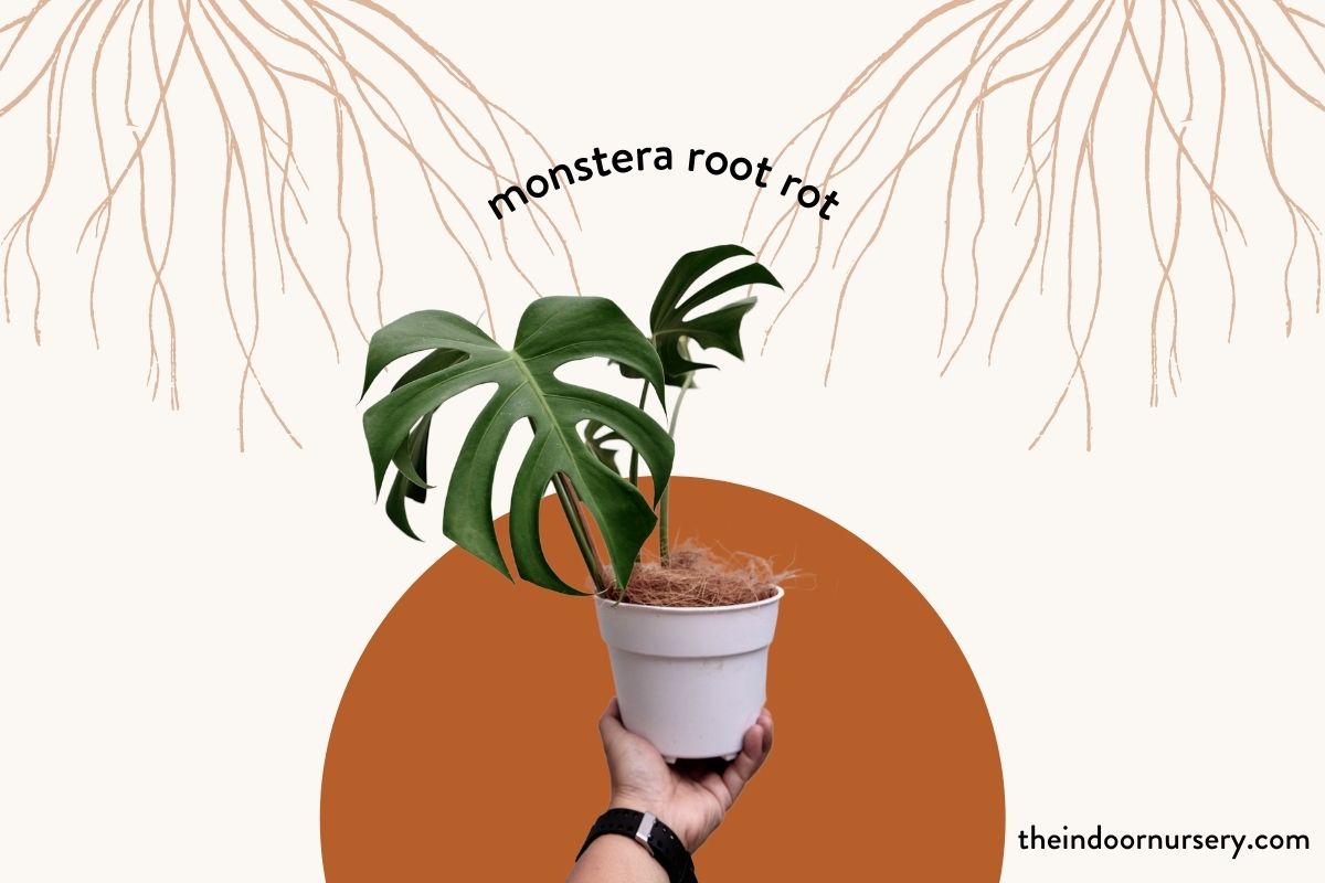 monstera root rot: how to save your monstera plant