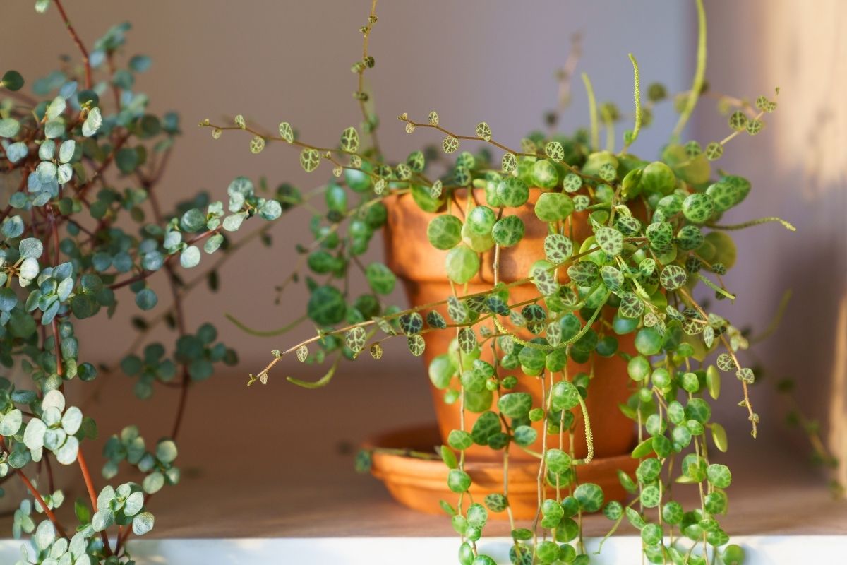 save your overwatered peperomia in 4 steps (and how not to do it again)