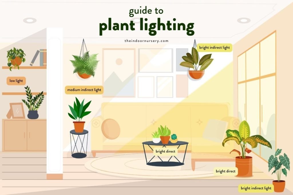  A guide to plant lighting, showing the optimal location for plants with access to sunlight and protection from wind.