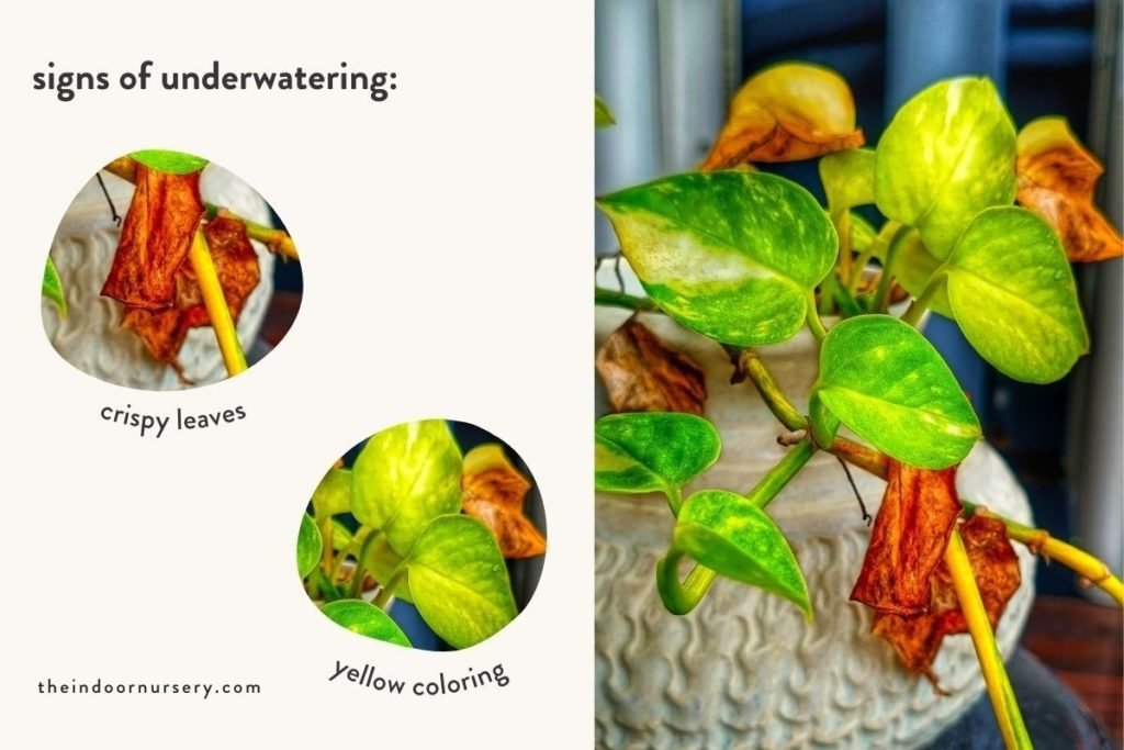 how to save an underwatered pothos plant