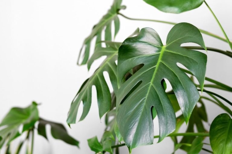 Scale On Monstera: What To Do And How To Save It