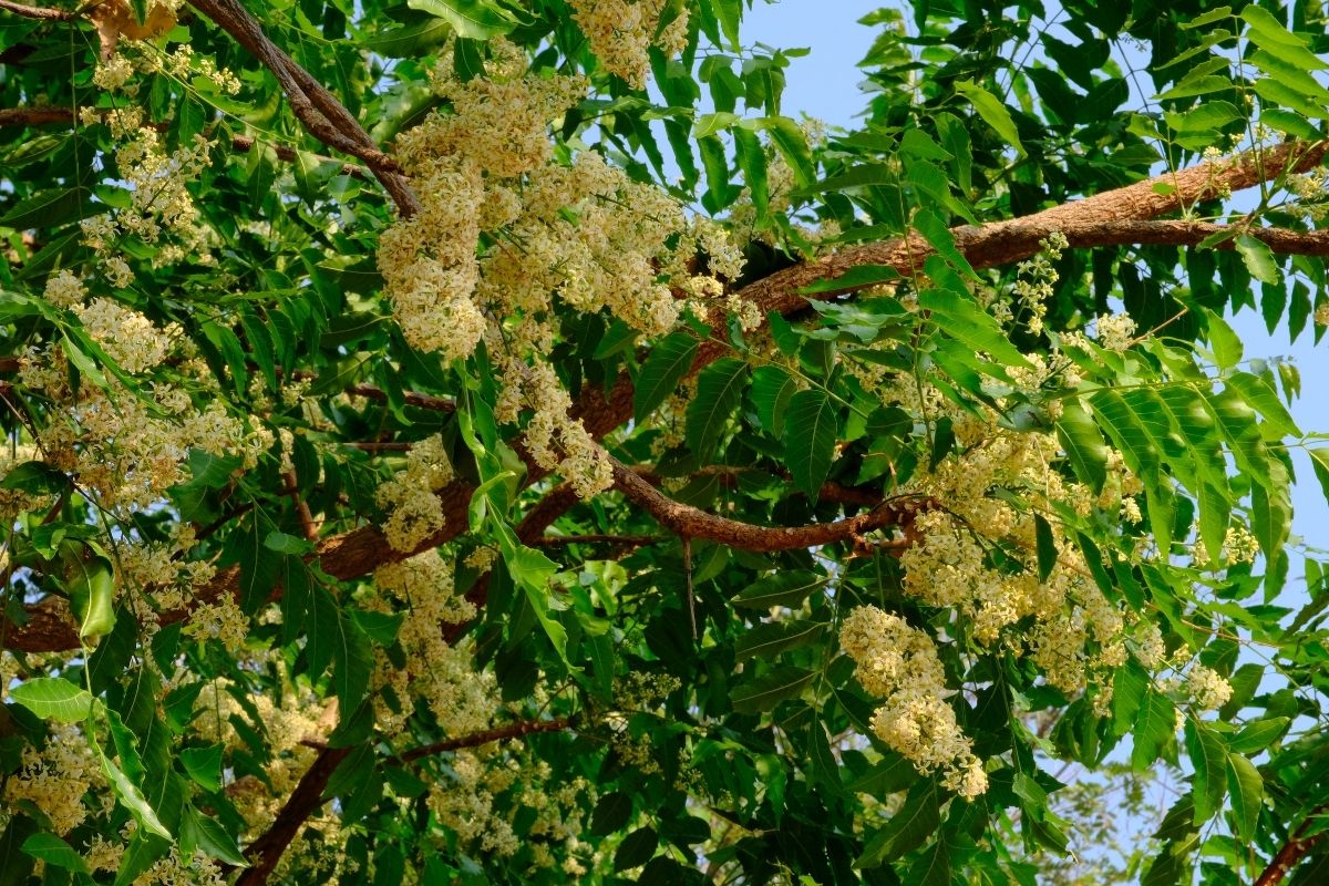 what is neem oil