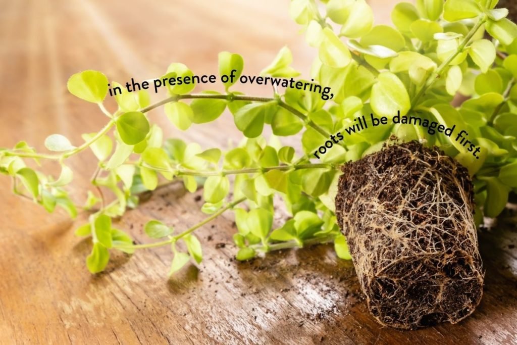 Save your overwatered peperomia The Indoor Nursery