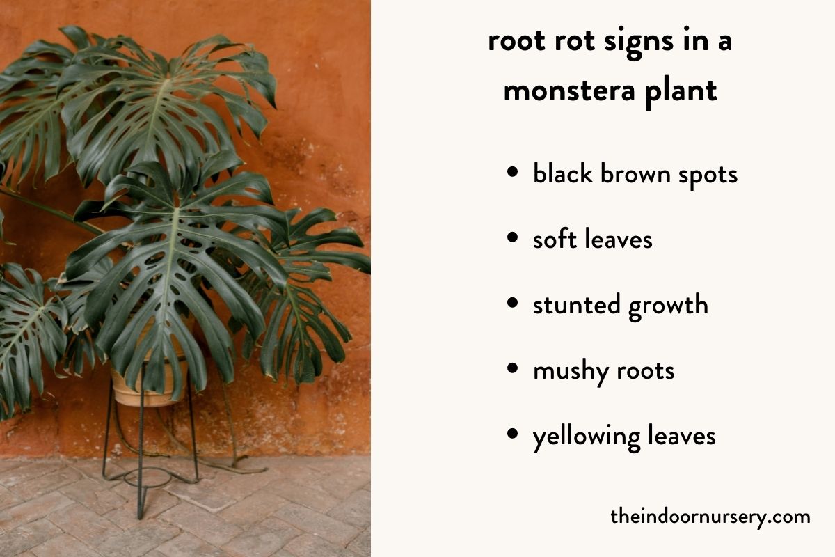 root rot signs in a monstera plant