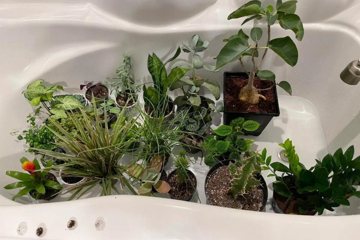 tips on how to bottom water your plants