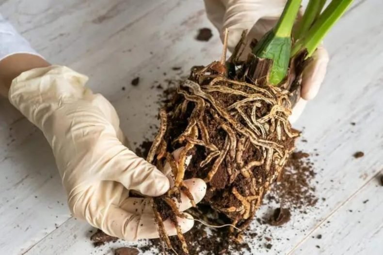 How To Fix Root Rot Signs And Symptoms The Indoor Nursery