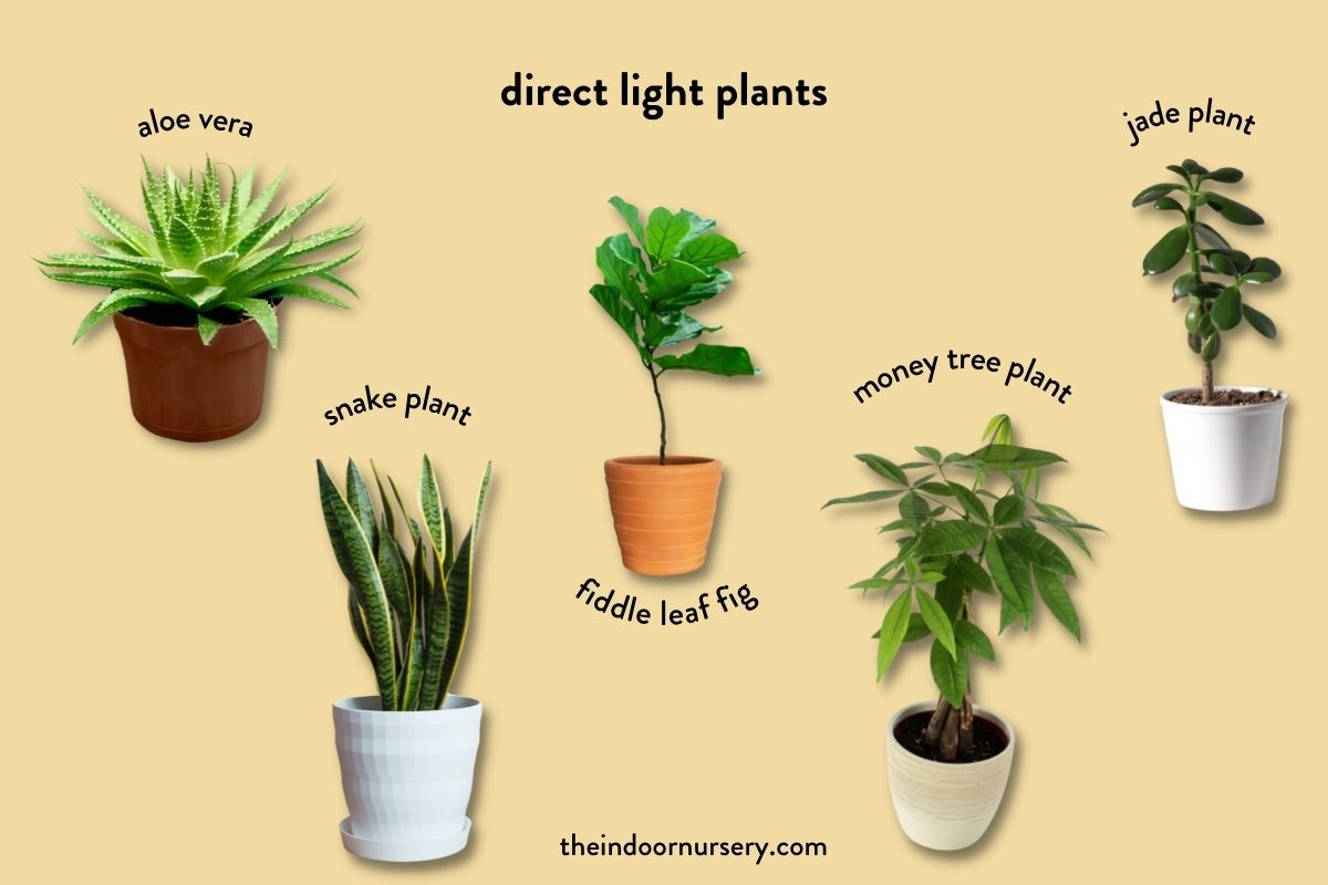 direct light plants