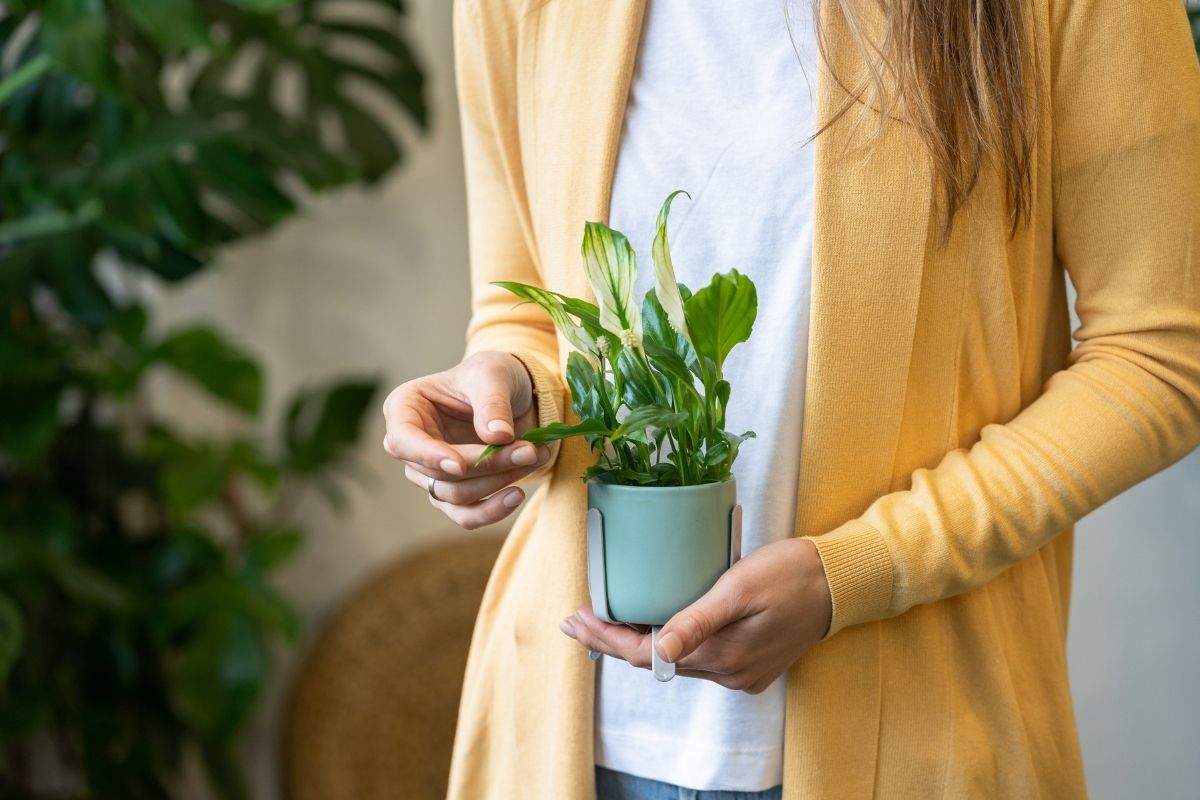 inspect your houseplants for pests regularly