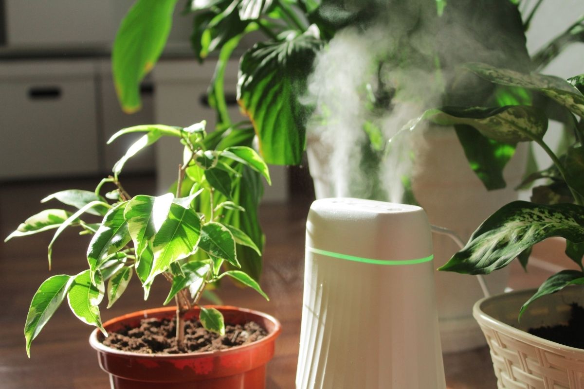 plants & water vapor