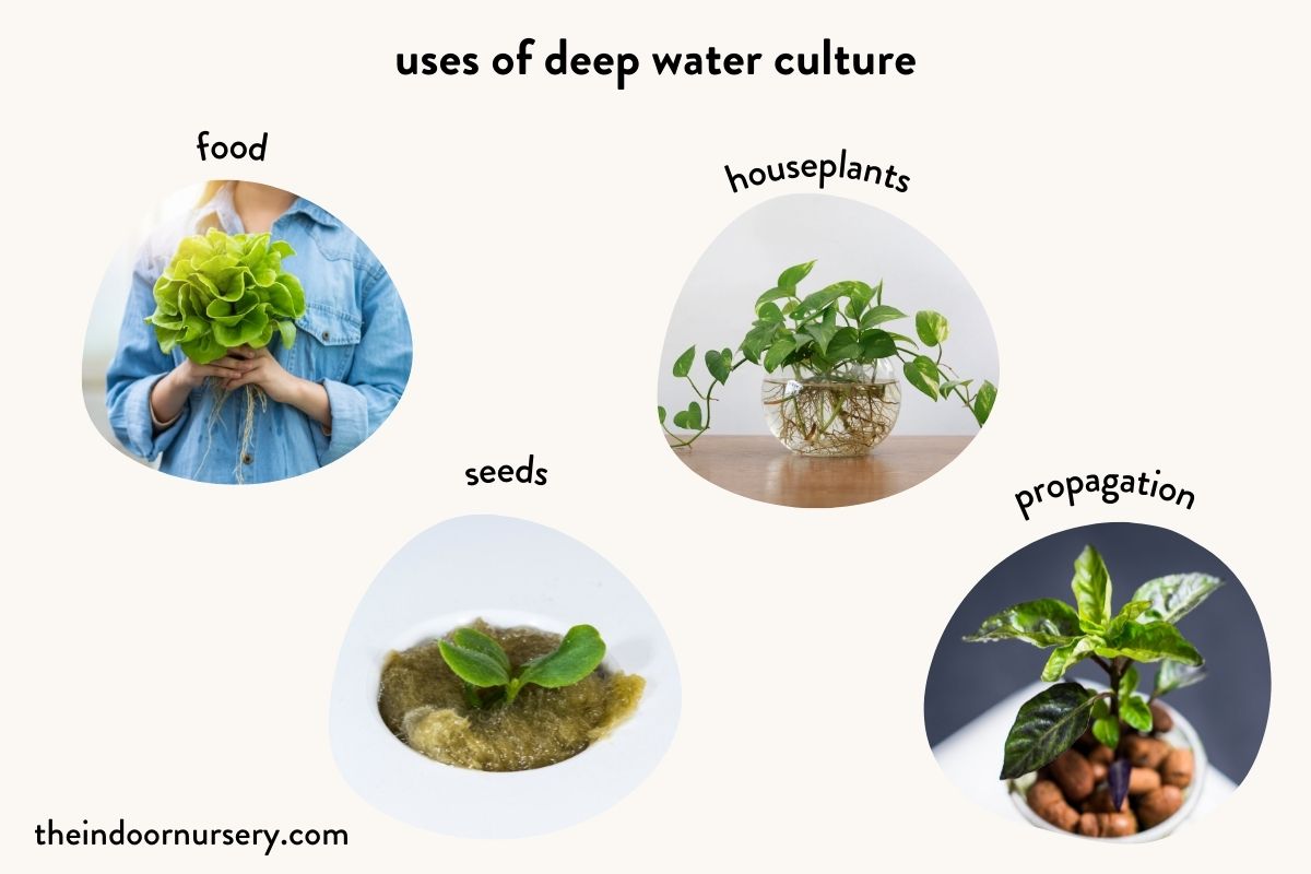 what deep water culture can be used for