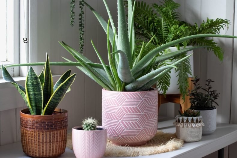 Indoor plant lighting guide: where to put your plants