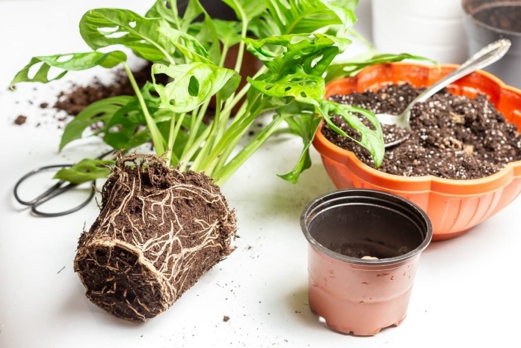 How to prevent and treat Monstera root rot