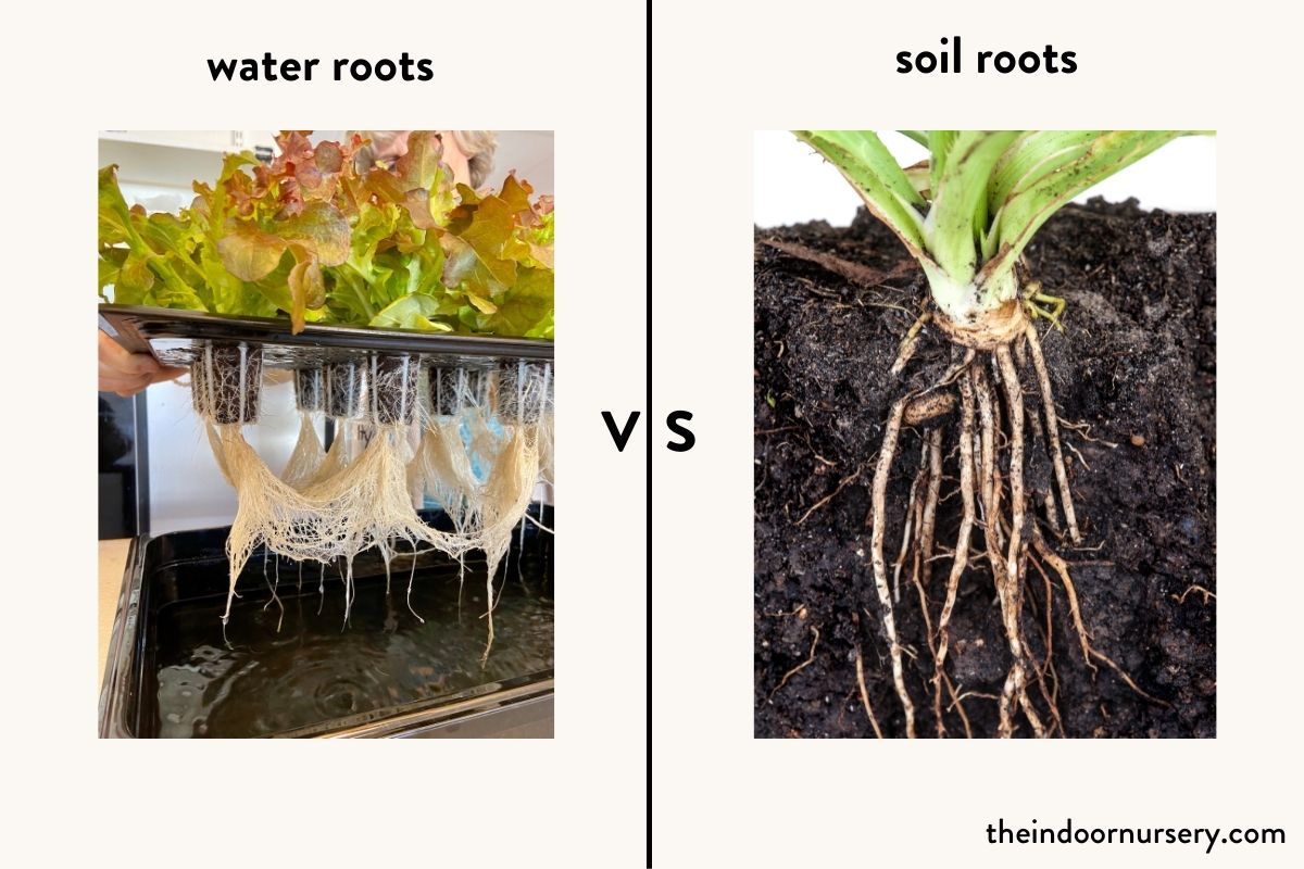 the difference between water roots and soil roots