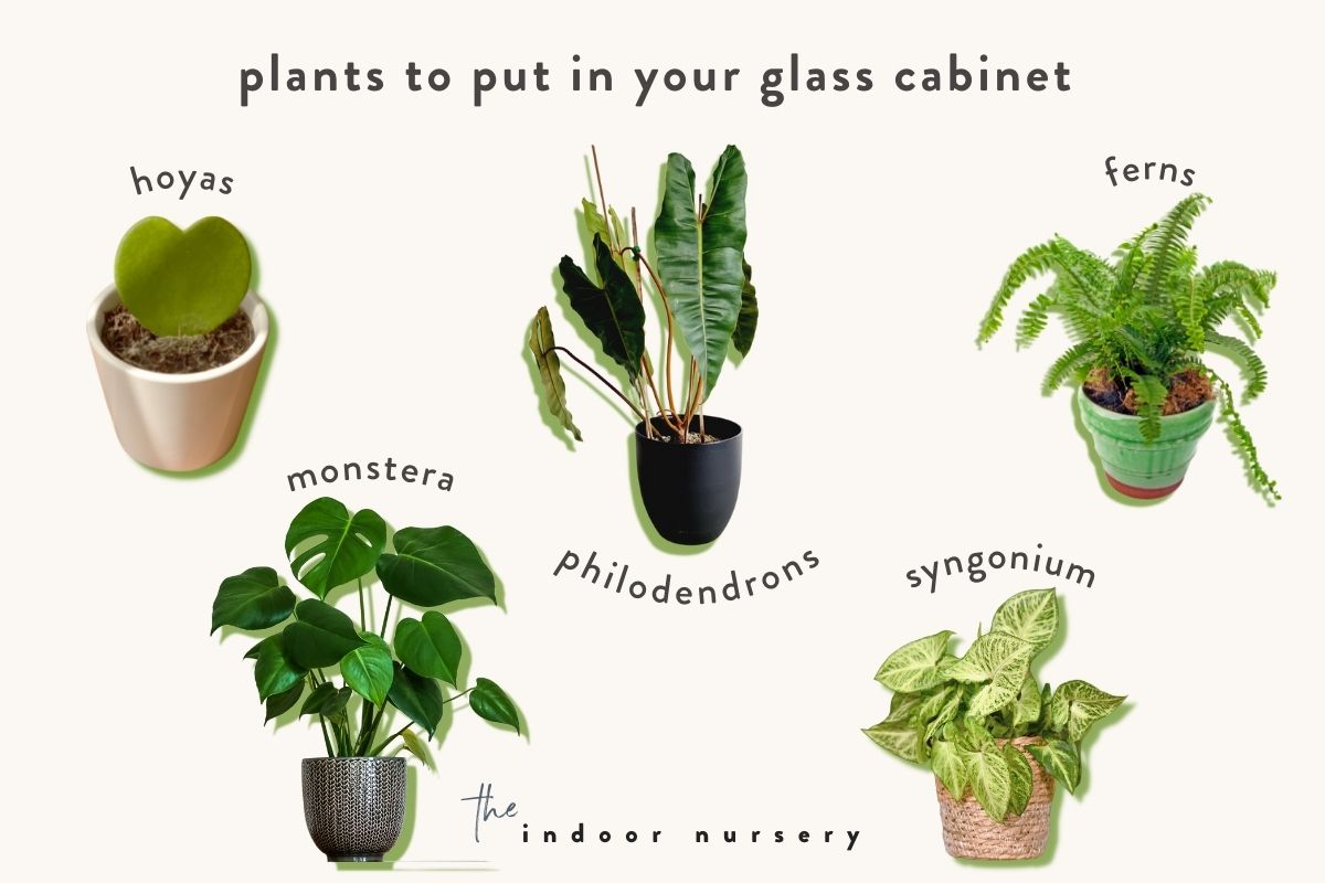 which plants can be put in a glass cabinet