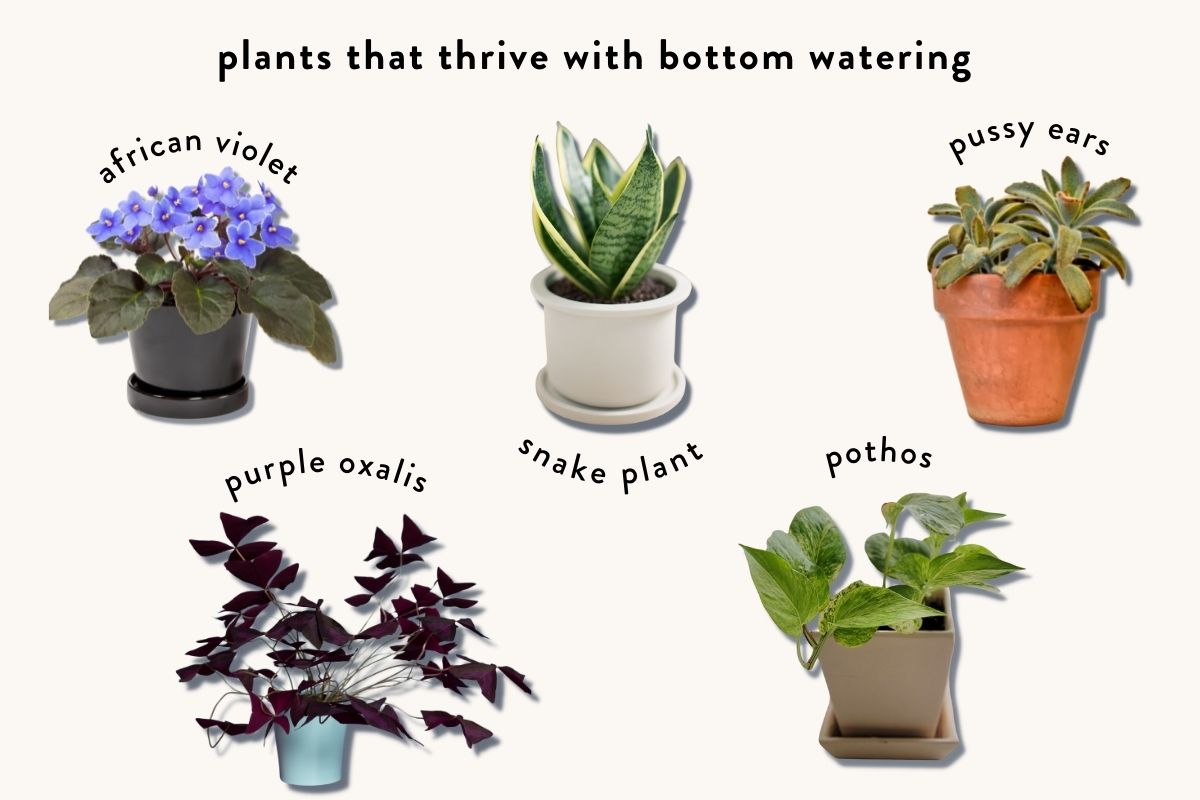 which plants love bottom watering