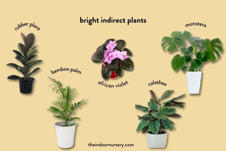 5 Bright Indirect Light Plants 790x527 