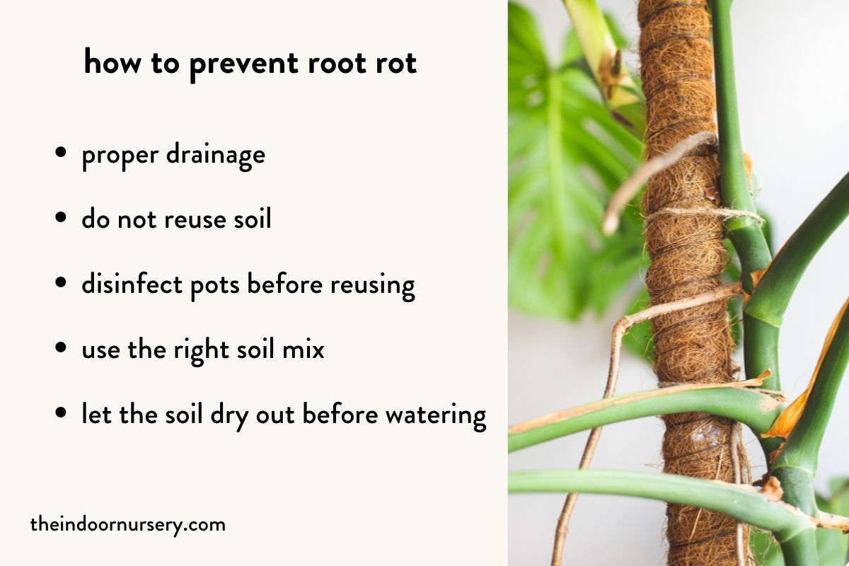 how to prevent root rot