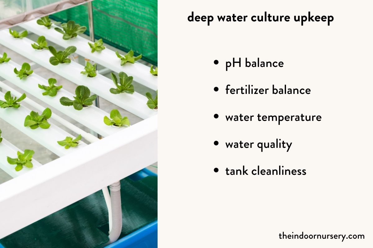 maintaining your deep water culture system