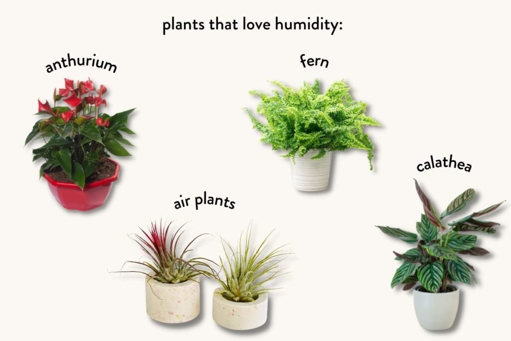 How often should I use a humidifier for my plants?