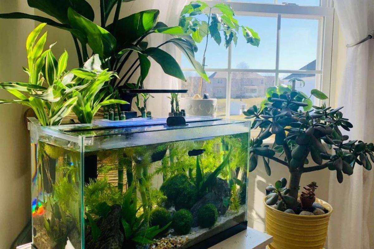 growing houseplants in an aquarium
