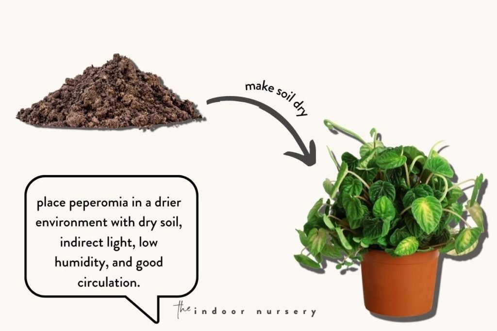 Save your overwatered peperomia The Indoor Nursery