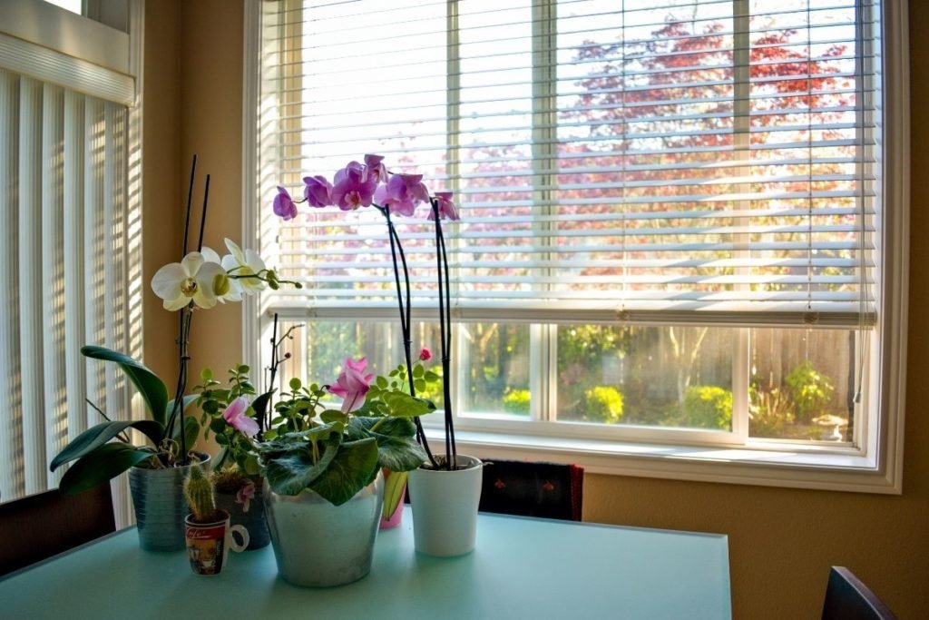 indoor plant lighting guide: where to put your plants - The Indoor Nursery