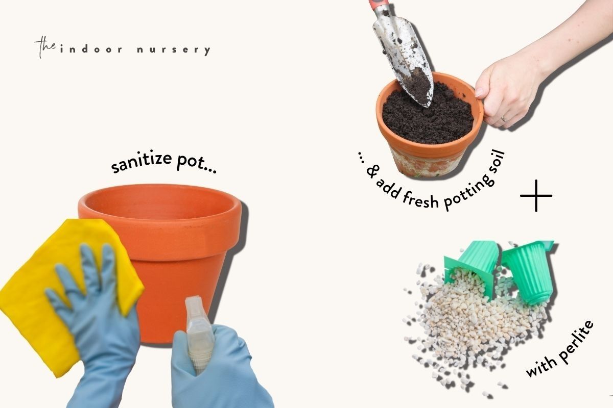 adjust the soil (optional)