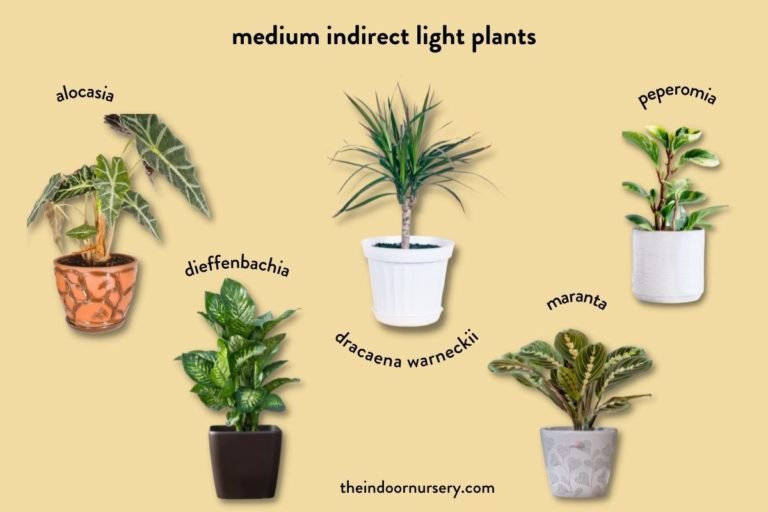 Indoor Plant Lighting Guide Where To Put Your Plants 2679