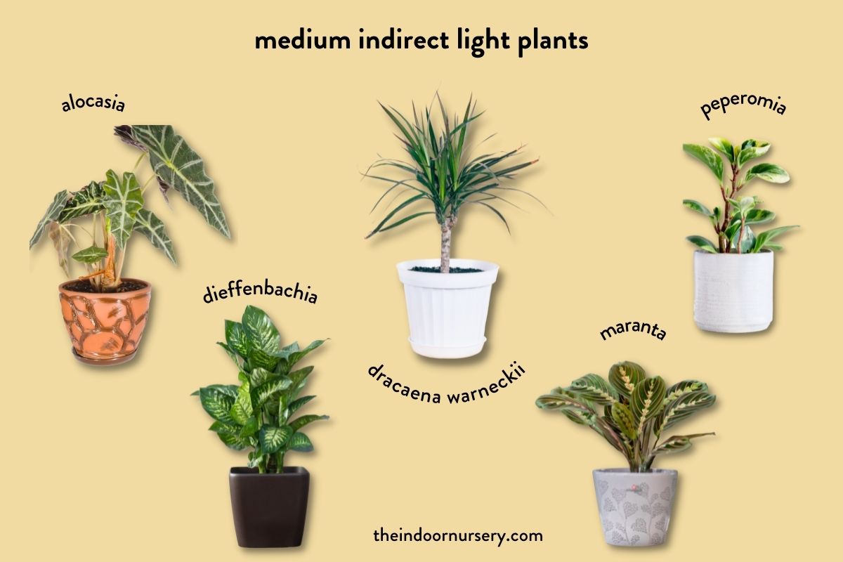 medium indirect light plants