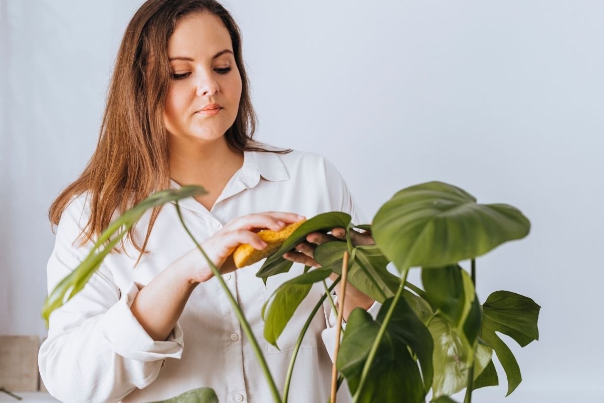 use neem oil to clean plants