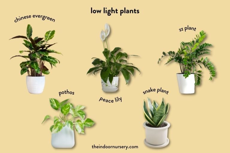 Indoor plant lighting guide: where to put your plants