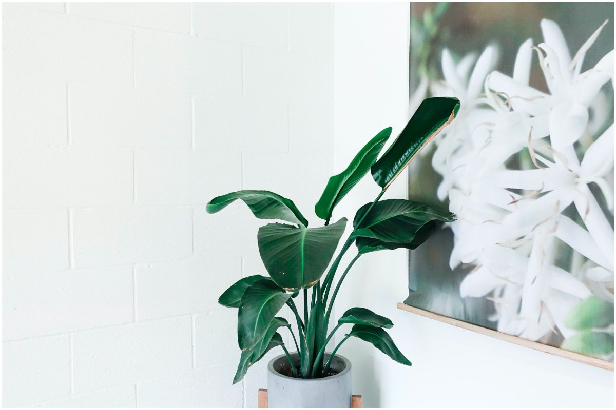 pot it like it’s hot: best plants for apartments