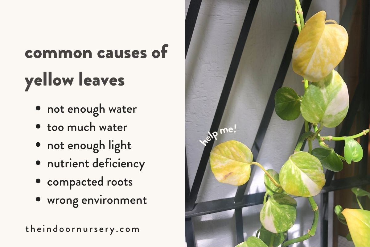 What causes plant leaves to turn yellow The Indoor Nursery